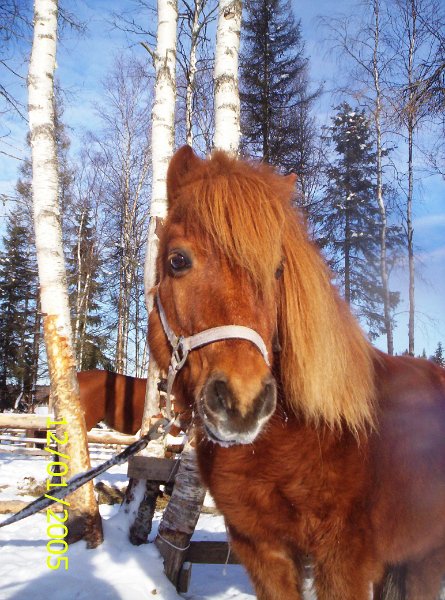 EKI.JPG - ruuna synt. -96, rautias - sk: 95 cm, Shetlannin poni, i. Östersunds Ametist - pienten ja vähän isompienkin suosikki, joka mielellään vetää myös kärryjä - mukana aina siellä, missä tapahtuu! 