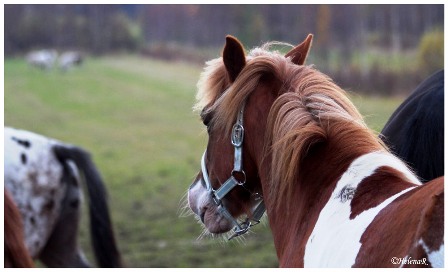 Kuva © Helena Rännäli